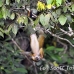 monkey_squirrel_common_la_h_0684_ecu2662.jpg